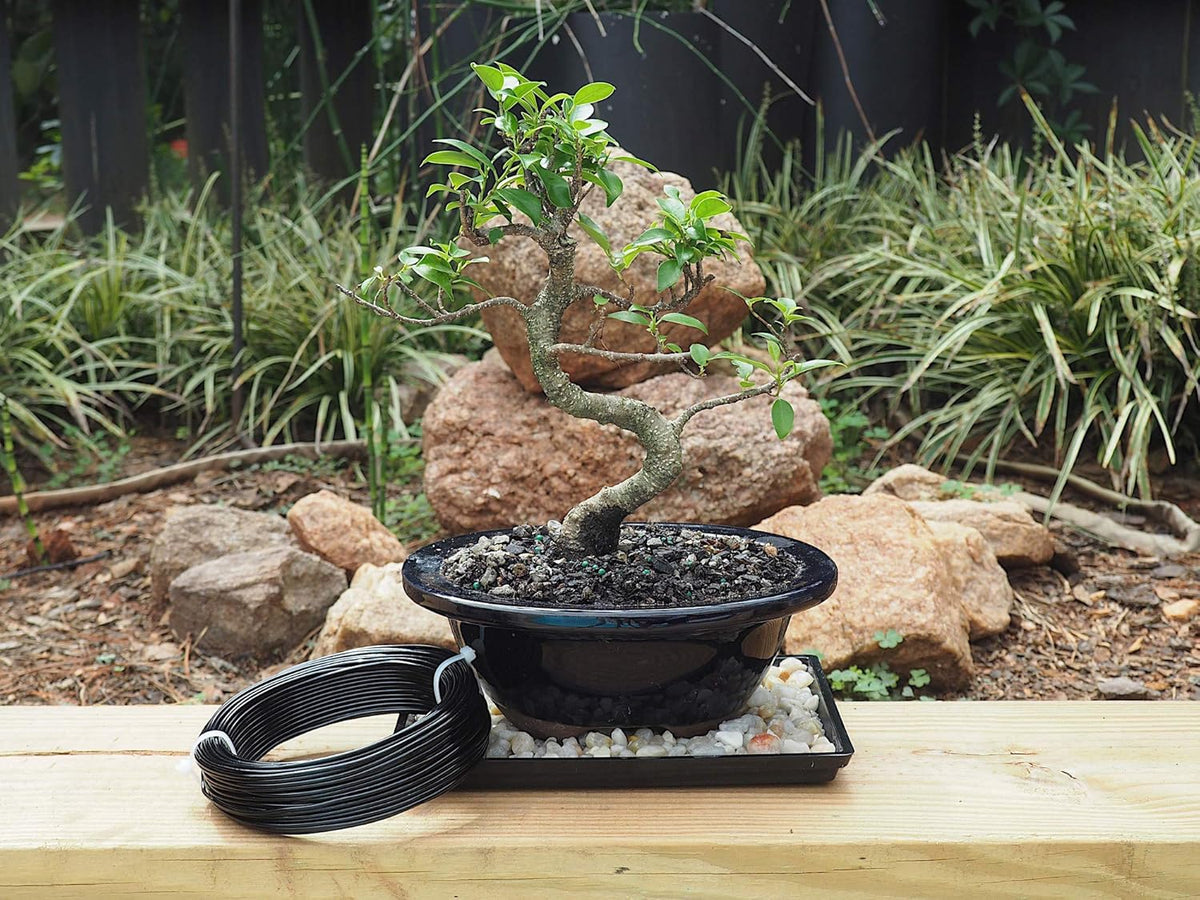 Anodized Aluminum 2.0mm Bonsai Training Wire 250g Large Roll (95 feet) - Choose Your Size and Color