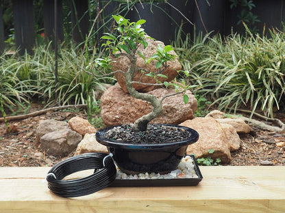 Anodized Aluminum 2.0mm Bonsai Training Wire 250g Large Roll (95 feet) - Choose Your Size and Color