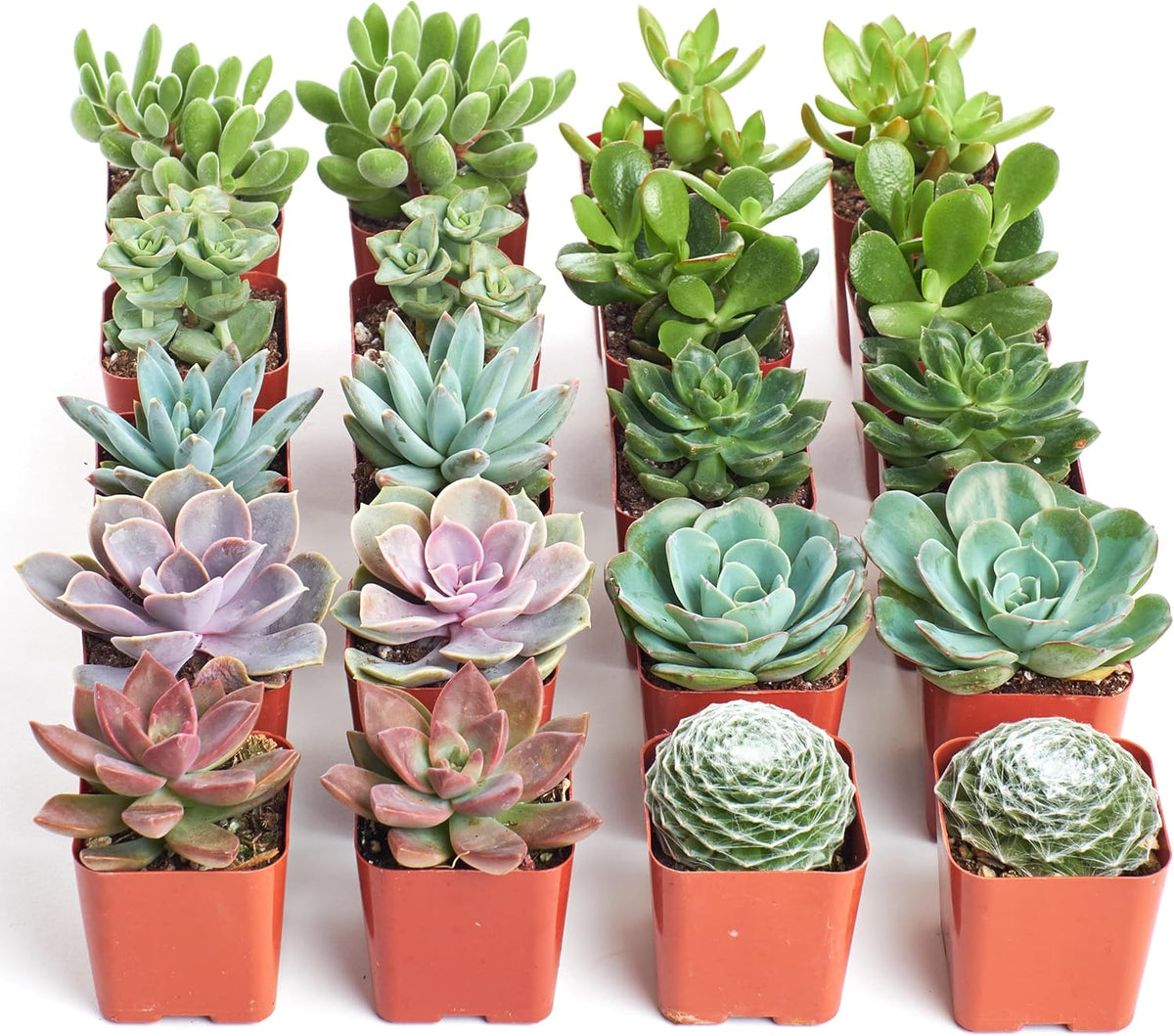 Shop Succulents Assorted Succulent Plant Pack Bulk Collection, Live Mini Succulent Plants, Easy