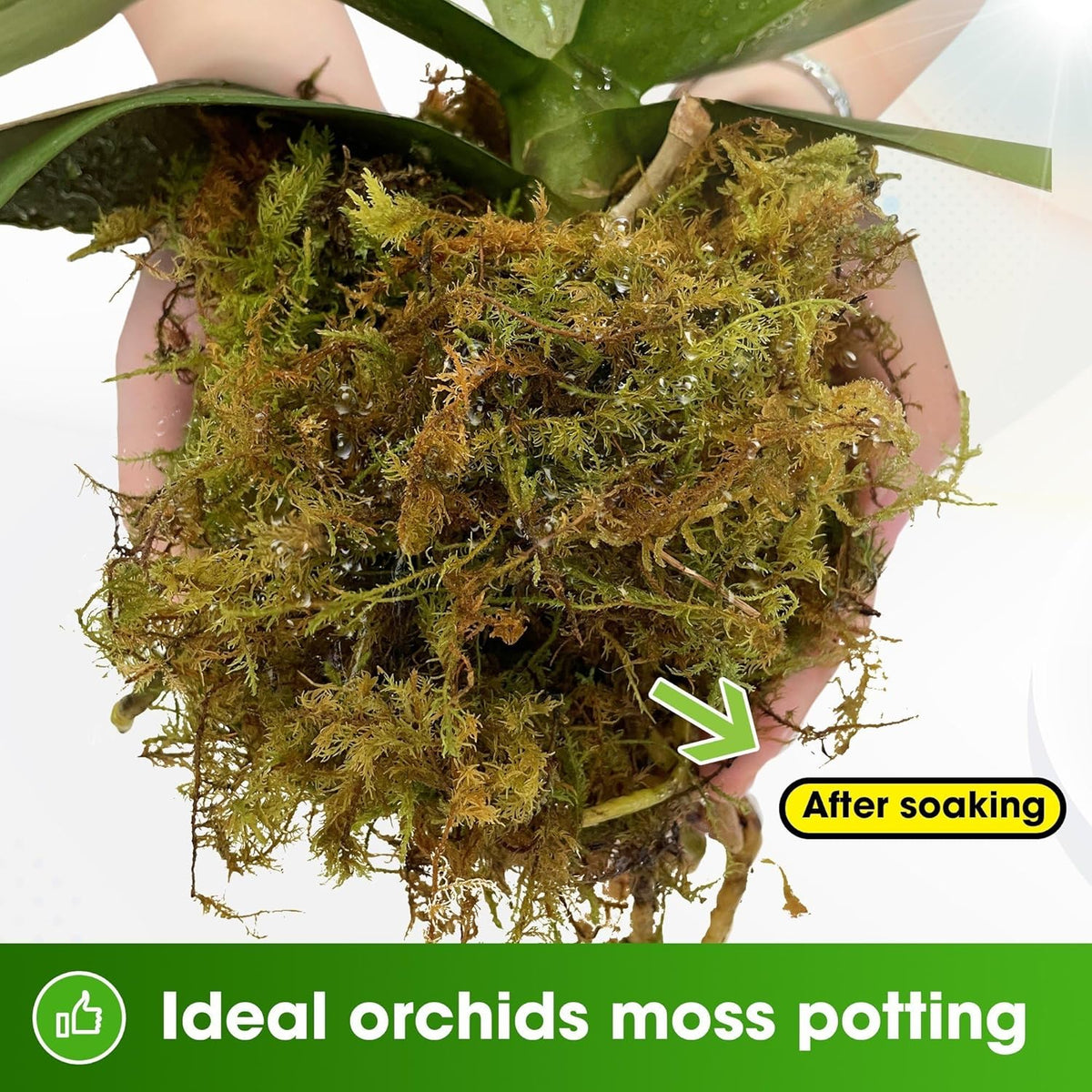 DUSPRO Dried Moss for Potted Plants, Forest Orchid Moss for Potting Mix, Sphagnum Potting Moss for