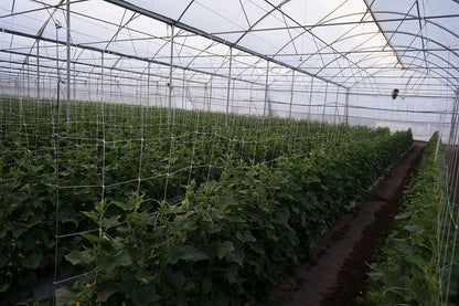4-Feet by 4920-Feet Professional Grade Vegetable Support Trellis Netting Roll/Scrog Net Roll, (48"
