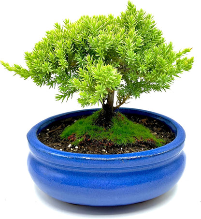 Live Dwarf Juniper Bonsai Tree Small | Indoor/Outdoor | 100% Handcrafted| Home and Office Décor |