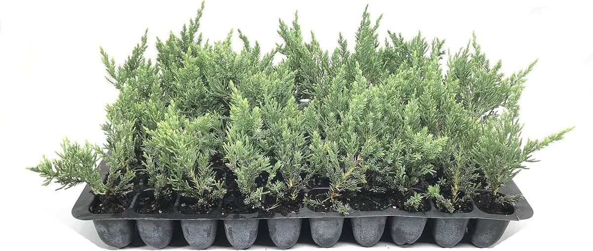 Juniper Parsoni - 10 Live Plants - Juniperus Squamata Expansa Parsons - Drought Tolerant Cold Hardy