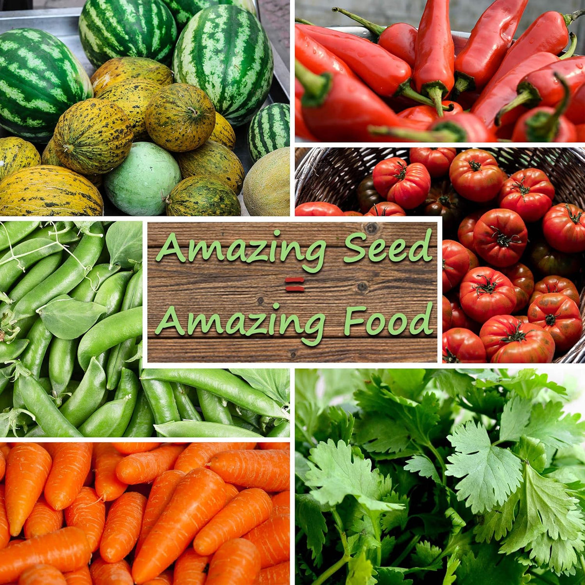 Squash Seeds - Summer - Vegetable Marrow White Bush - 1 Oz ~250 Seeds - Cucurbita Pepo - Non-GMO