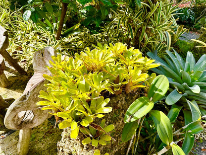 ragnaroc Live Plants – Bromeliad Neoregelia Tigrina, 8-12" in 6" Pot - 1ct - Live Arrival