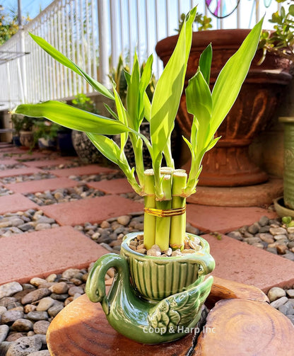 6-Stalk of 4" Small Lucky Bamboo Live Indoor Plant with Ceramic Vase, Live Indoor Lucky Bamboo for