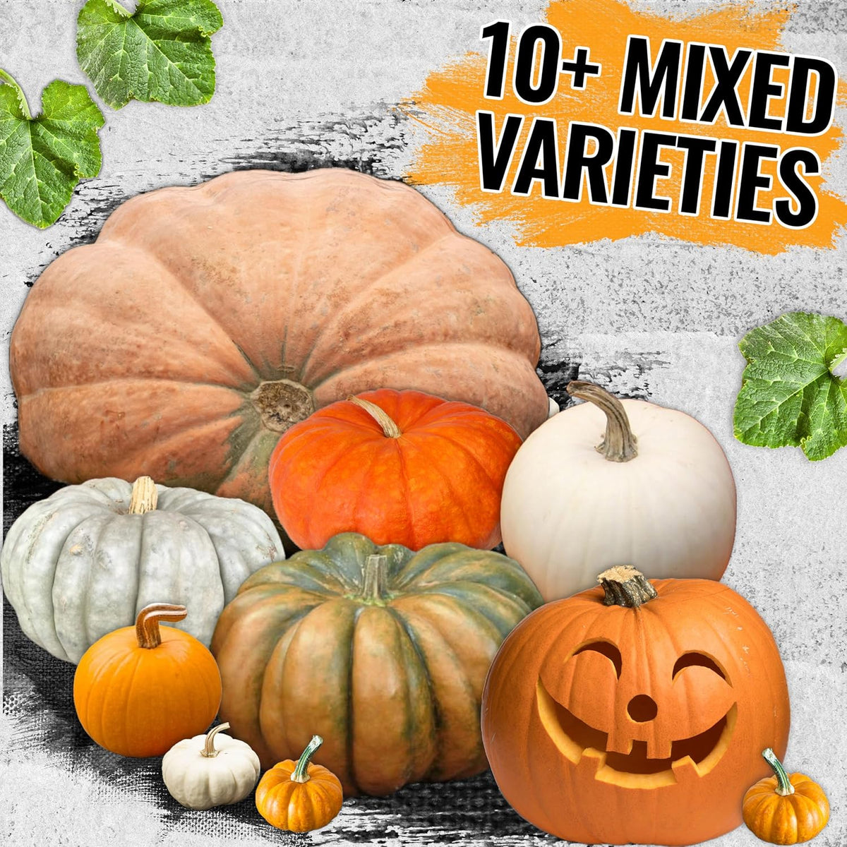 Seed Needs Pumpkin Seeds Specialty Spooky Blend 10+ Varieties | Lumina White, Baby Boo, Blue