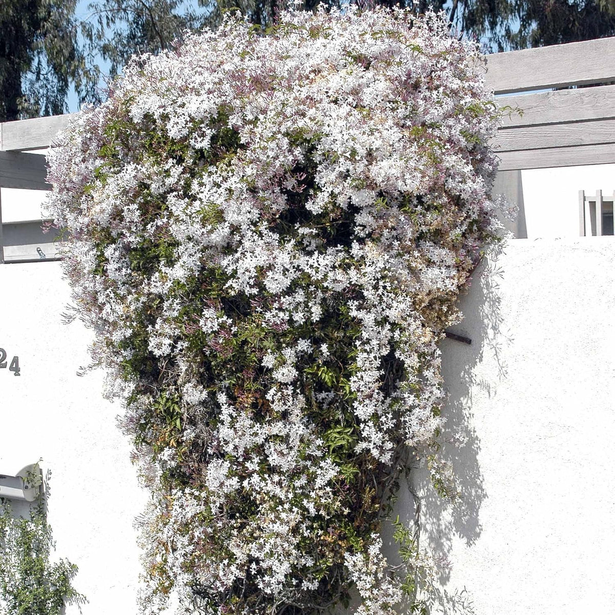 Pink Jasmine Vine - Jasminum Polyanthum - Fragrant & Blooming, Perfect for Indoor/Outdoor Decor (4