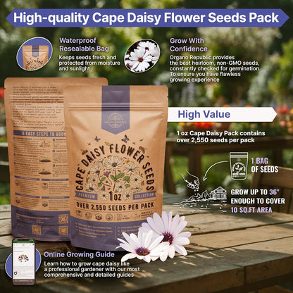 Cape Daisy Flower Seeds Pack 1 oz - Over 2,550 Non-GMO Heirloom Cape Daisy Seeds for Planting
