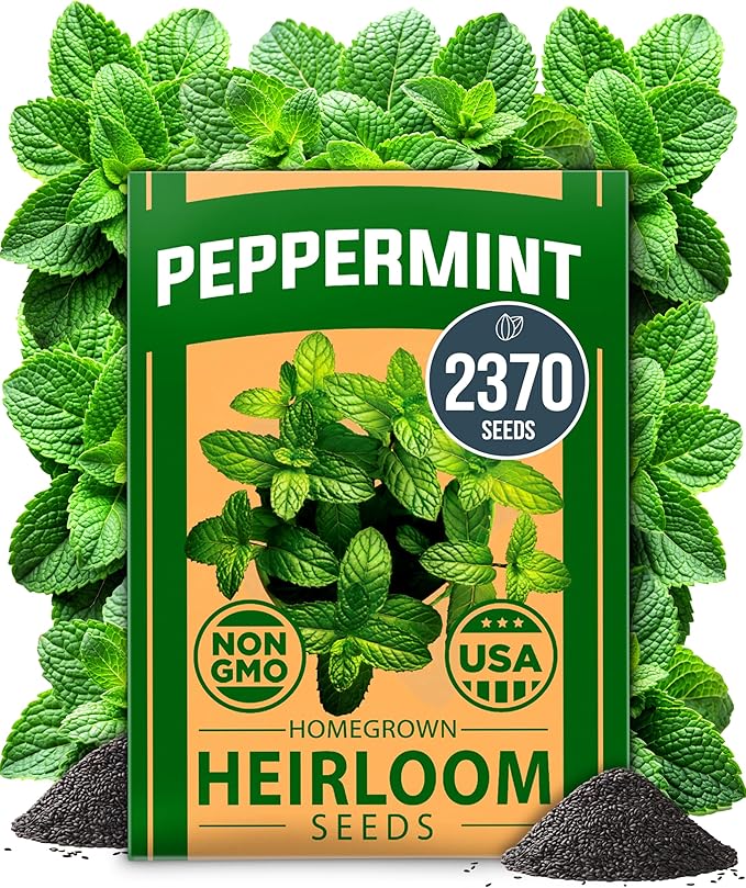 HOME GROWN 𝗨𝗦𝗔 𝗣𝗥𝗘𝗠𝗜𝗨𝗠 Peppermint Seeds Pack – 2,370 𝗡𝗢𝗡-𝗚𝗠𝗢 Heirloom Mint Seeds