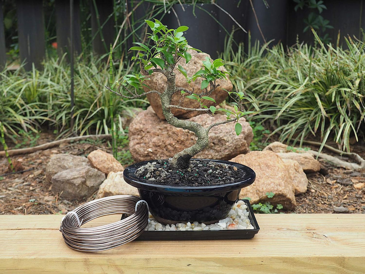 Anodized Aluminum 2.5mm Bonsai Training Wire 250g Large Roll (60 feet) - Choose Your Size and Color