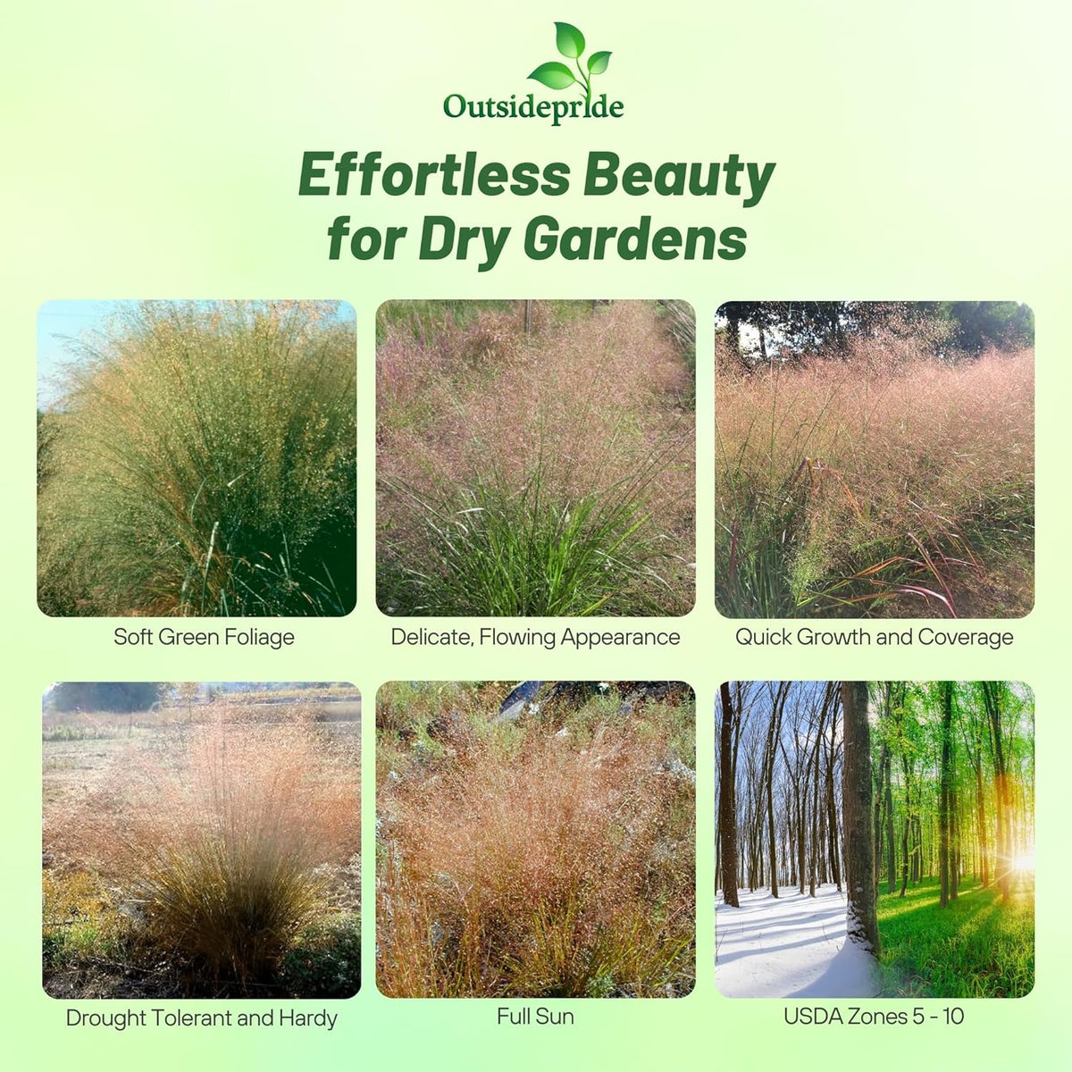 Outsidepride Sand Love Grass Seeds - 5,000 Pcs. Perennial, Easy to Grow, Drought-Tolerant, Tall