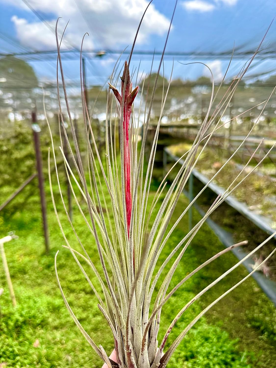 ragnaroc Air Plants - Tillandsia Juncea, Jumbo 8-12" - 5ct - Live Arrival Guaranteed - House Plants