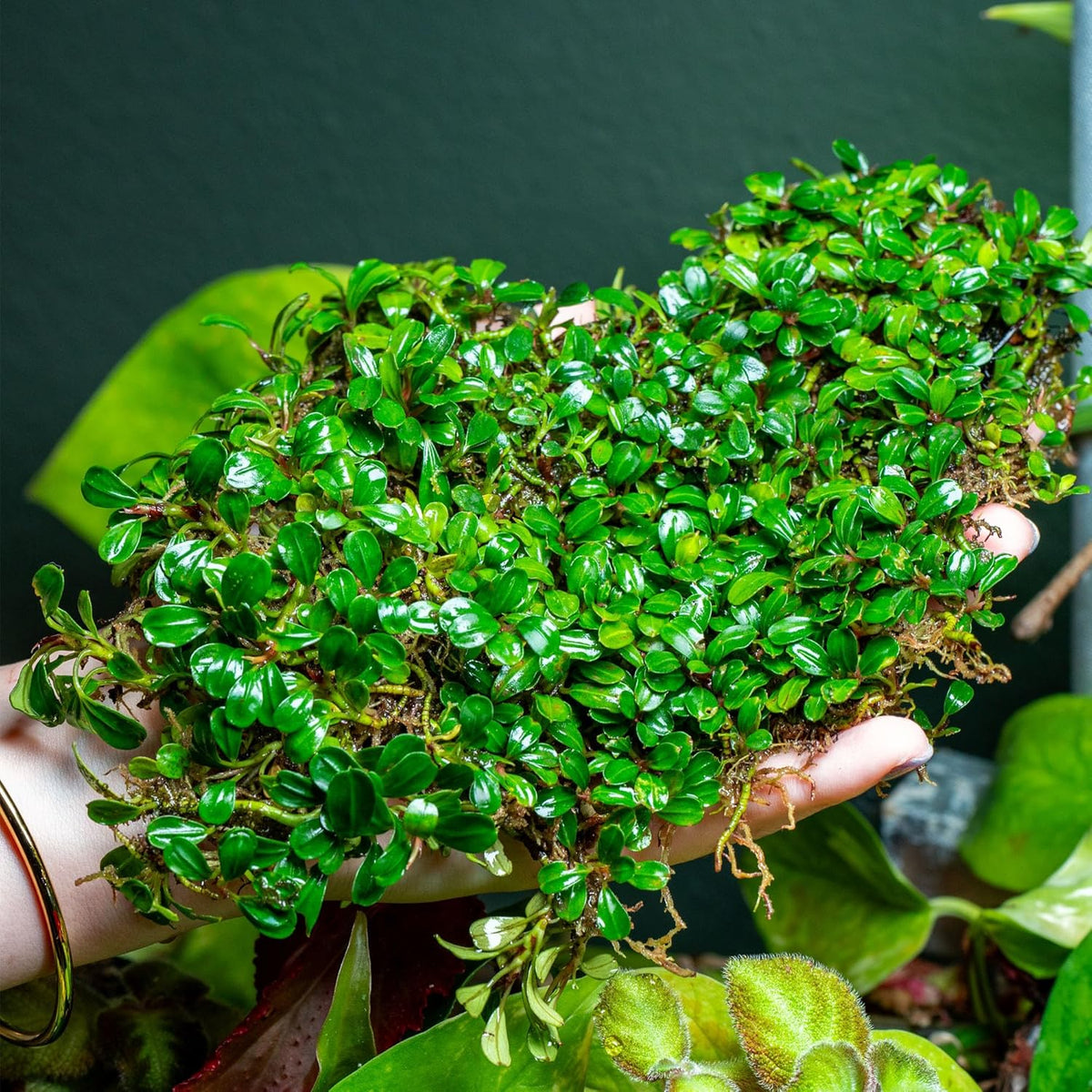 SubstrateSource Bucephalandra Lamandau Mini Purple Live Aquarium Plant - Natural Freshwater Fish