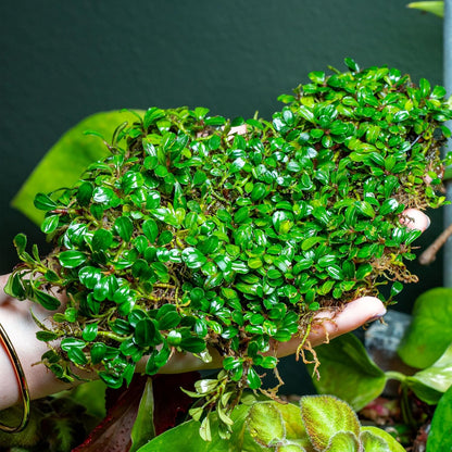 SubstrateSource Bucephalandra Lamandau Mini Purple Live Aquarium Plant - Natural Freshwater Fish