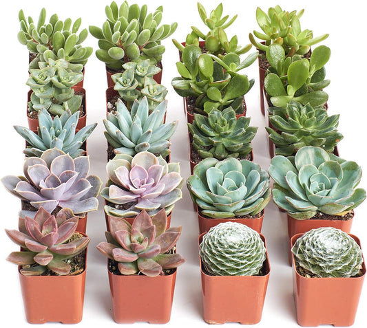 Shop Succulents Assorted Succulent Plant Pack Bulk Collection - Live Mini Succulent Plants, Low