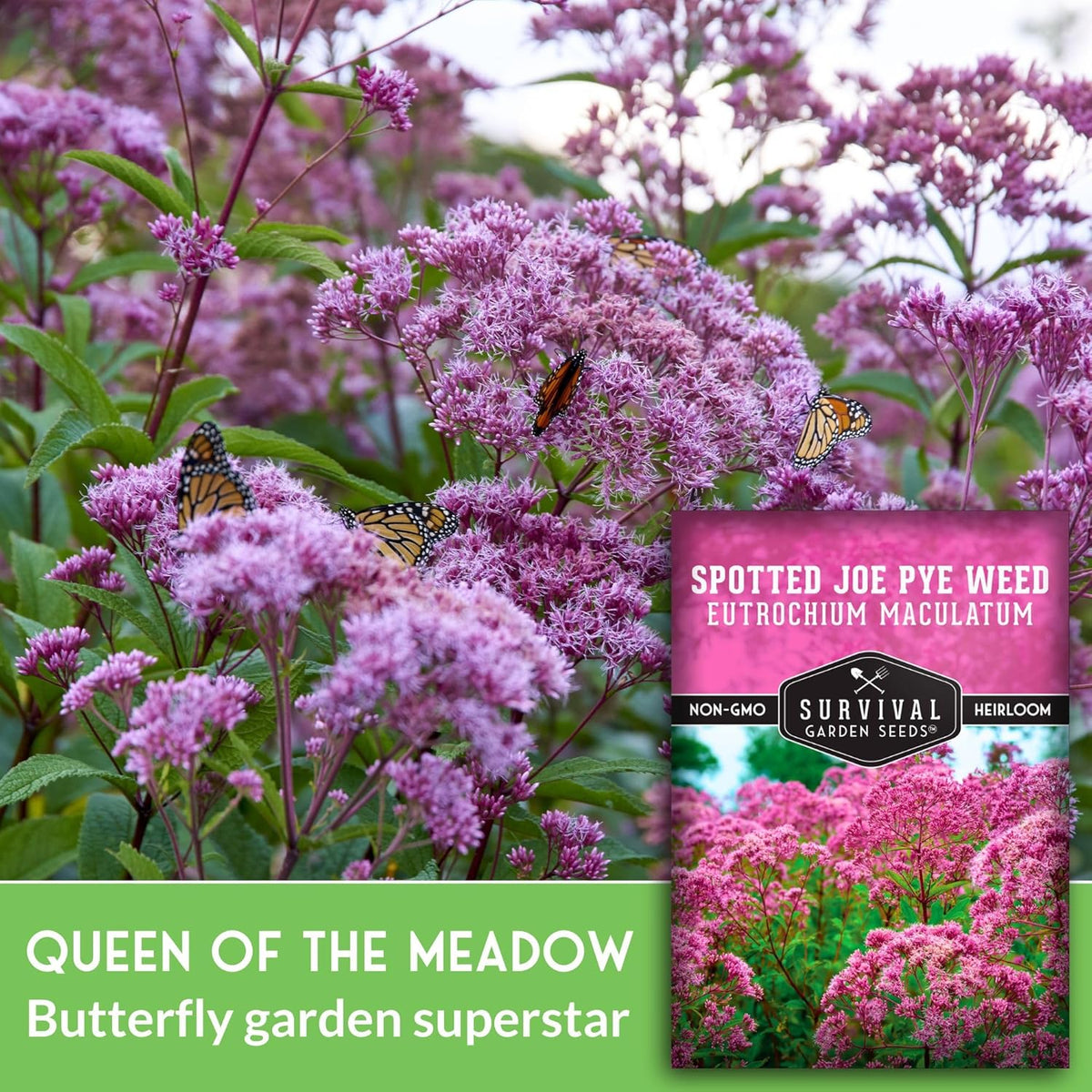 Survival Garden Seeds - Spotted Joe Pye Weed Seeds for Planting | Eutrochium maculatum | Butterfly