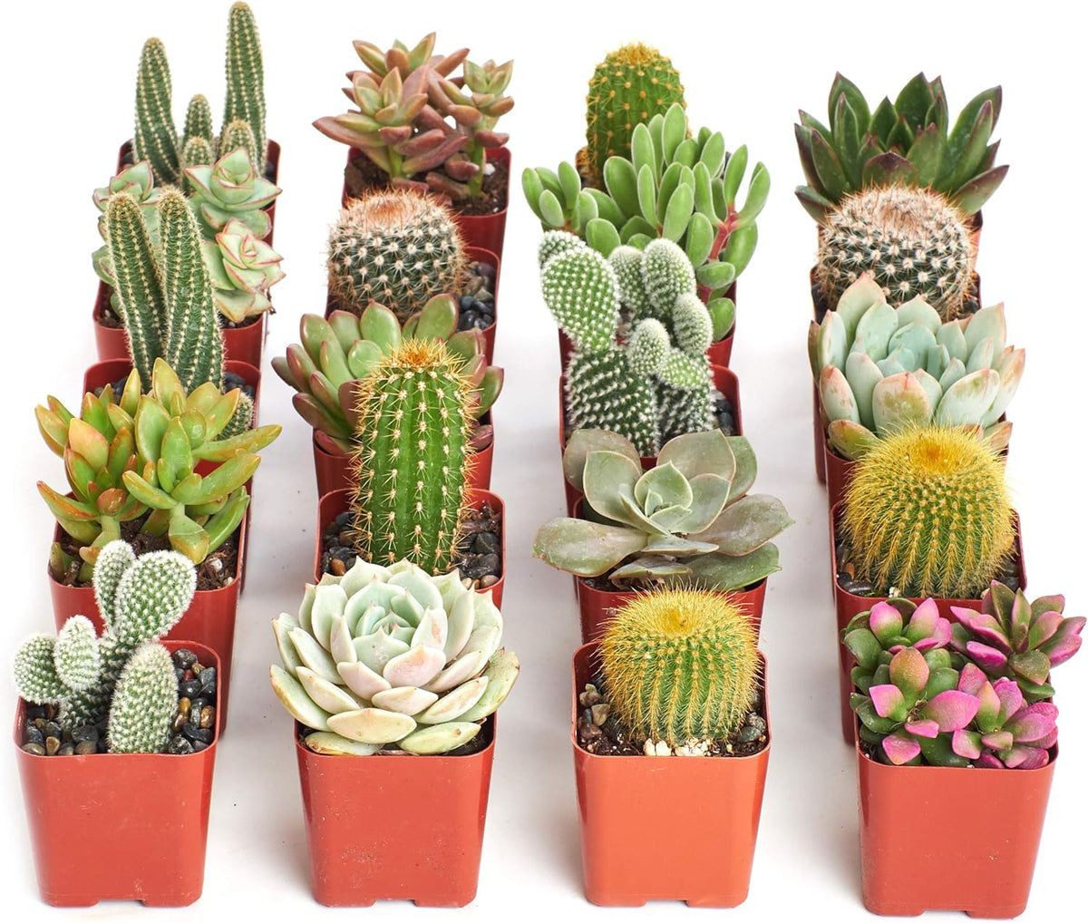Shop Succulents Premium Live Mini Cactus and Succulent Plants in 2" Pots, Easy Care Indoor or