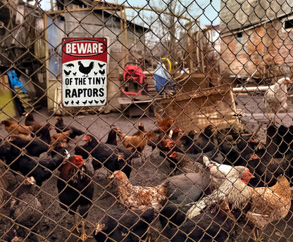 Funny Gifts for Women Chicken Lovers Farm Enthusiasts Beware of The Tiny Raptor Chicken Tin Sign