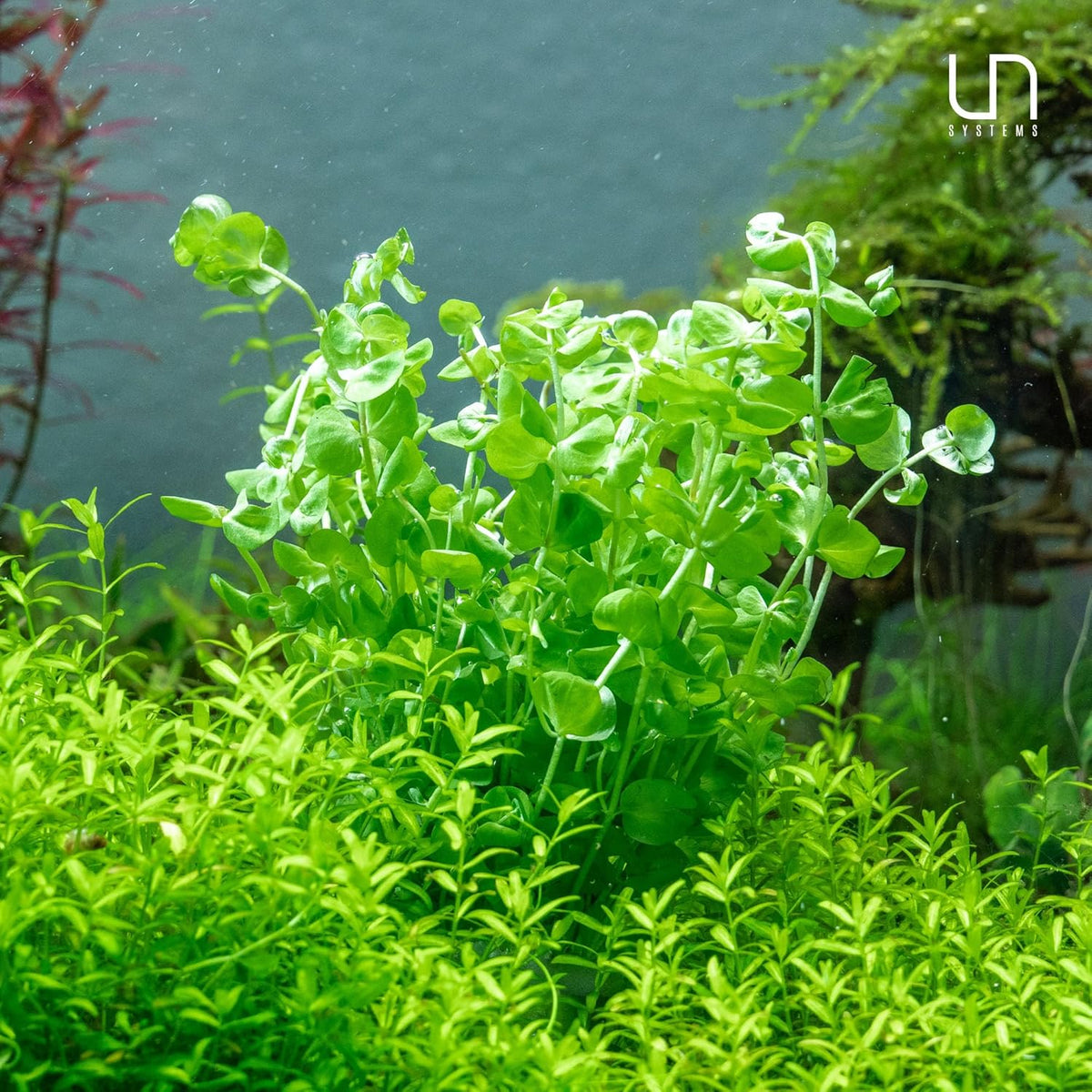 Ultum Nature Systems Micranthemum Monte Carlo Tissue Culture Live Plant for Aquarium, Aquascape