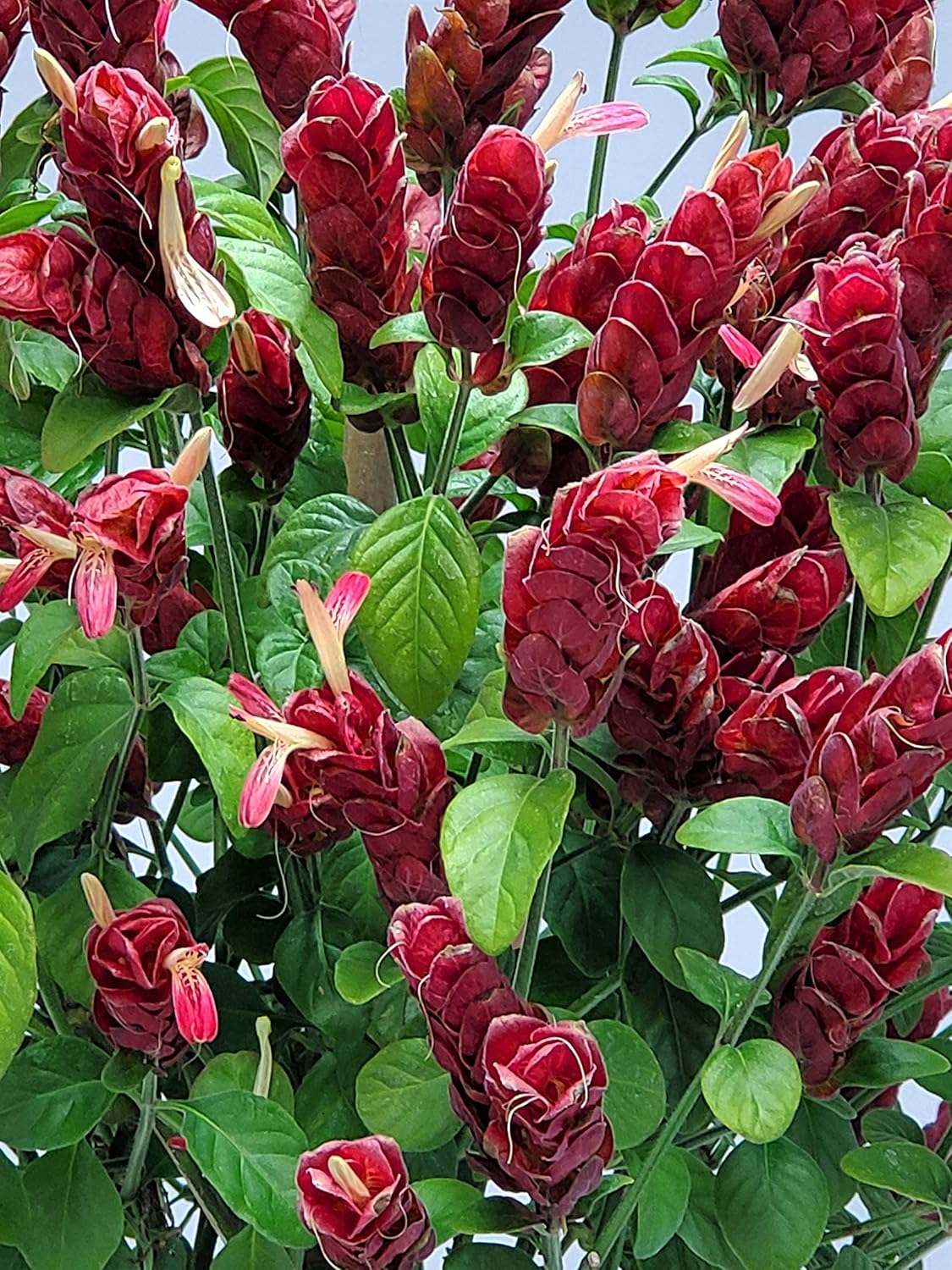 Braided Shrimp Tree - Red Flowers - Overall Height 36" to 42" - Tropical Plants of Florida (Plant
