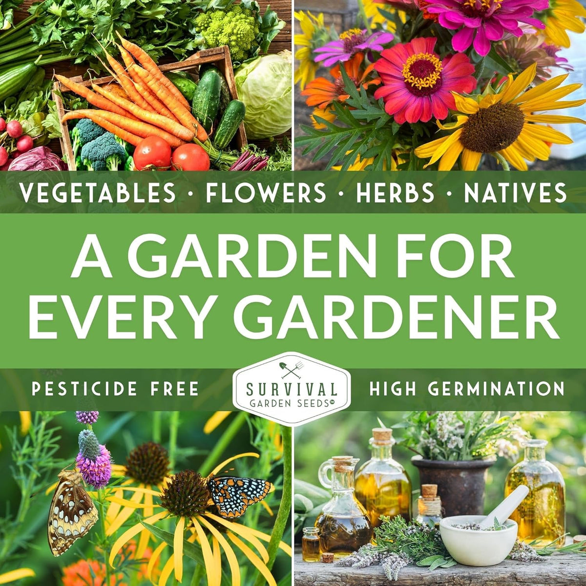 Survival Garden Seeds - Bergamot Herb (Bee Balm) Seed for Planting - 3 Packets with Instructions to