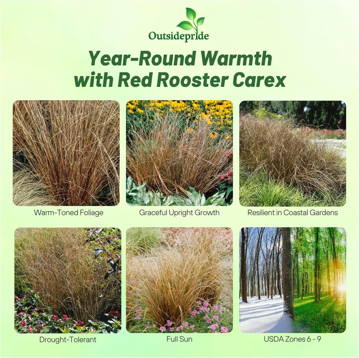 Outsidepride Carex Red Rooster Ornamental Grass Seed – 400 Pcs. Perennial, Low-Maintenance