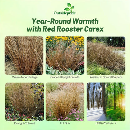 Outsidepride Carex Red Rooster Ornamental Grass Seed – 400 Pcs. Perennial, Low-Maintenance
