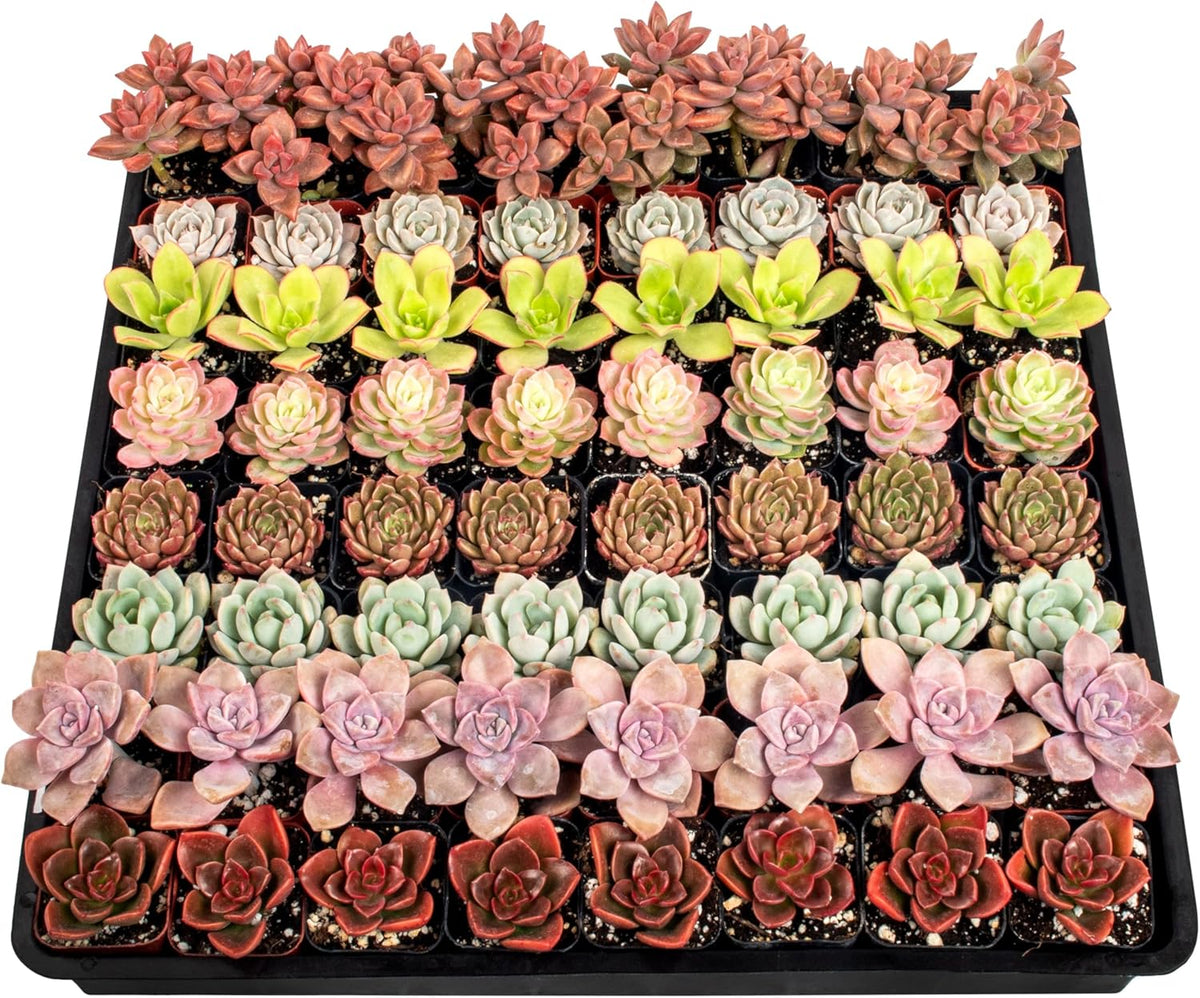 Live Succulents Plants Mystery Pack - Variety of Well Rooted Plants in 2 Inch Pots - Real, Small