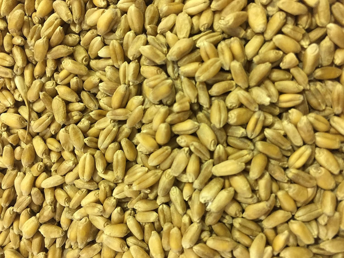 Non-GMO, Thunder Acres Premium Wheat Seed, Cat Grass Seed, Wheatgrass, Hard Red Winter Wheat (2