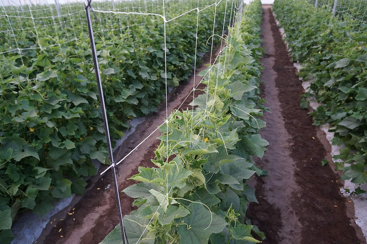 6.5 Feet by 4920-Feet Professional Grade Vegetable Support Trellis Netting Roll/Scrog Net Roll