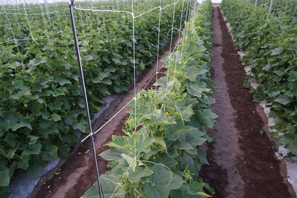 6.5 Feet by 4920-Feet Professional Grade Vegetable Support Trellis Netting Roll/Scrog Net Roll