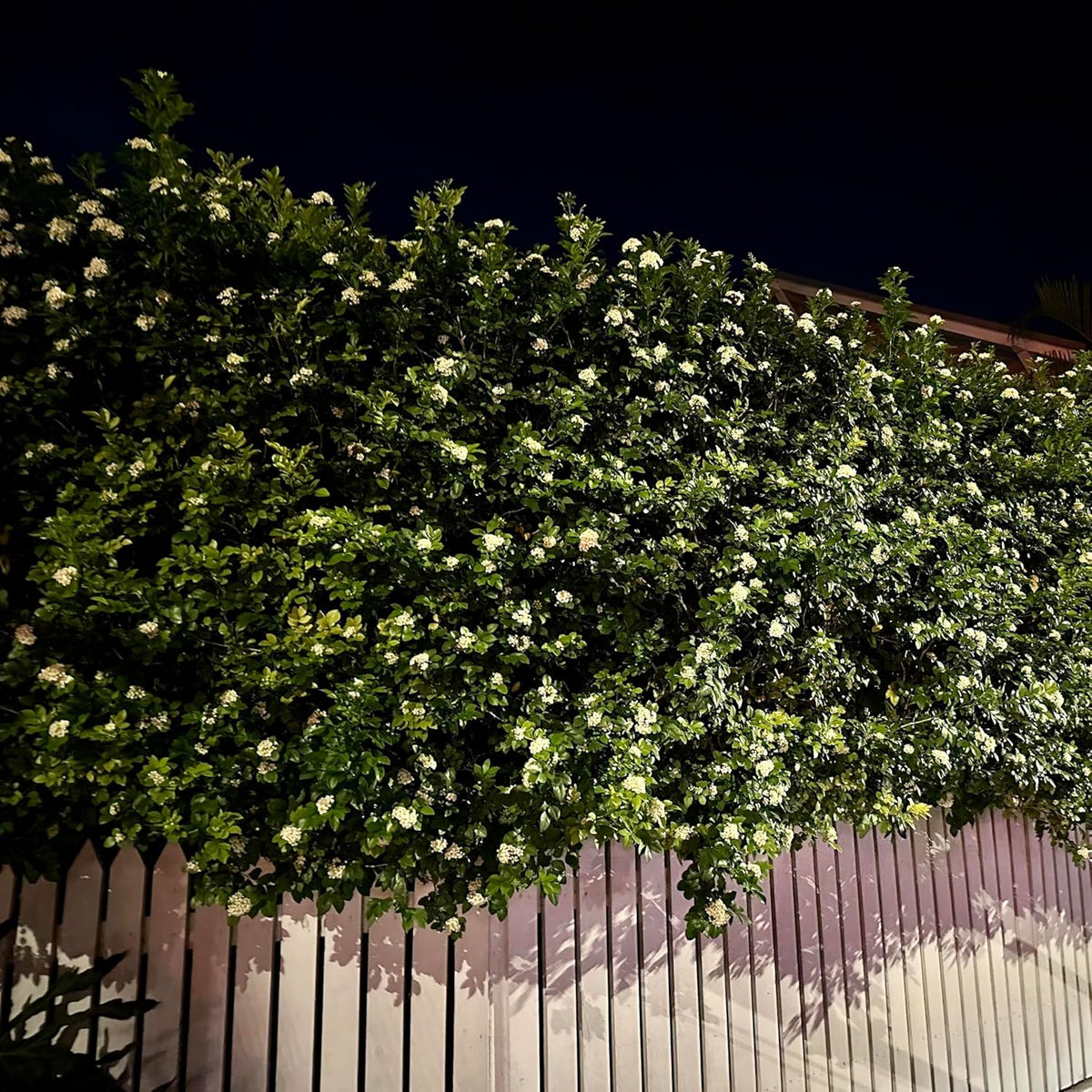 Night Blooming Jasmine Live Plant - Cestrum Nocturnum. Fragrant Flowering Shrub for Garden, Patio