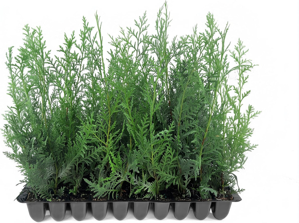 Murray Cypress | 40 Live Plants | Cupressocyparis leylandii 'Murray' | Fast Growing Privacy Trees |