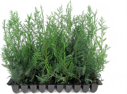 Murray Cypress | 40 Live Plants | Cupressocyparis leylandii 'Murray' | Fast Growing Privacy Trees |