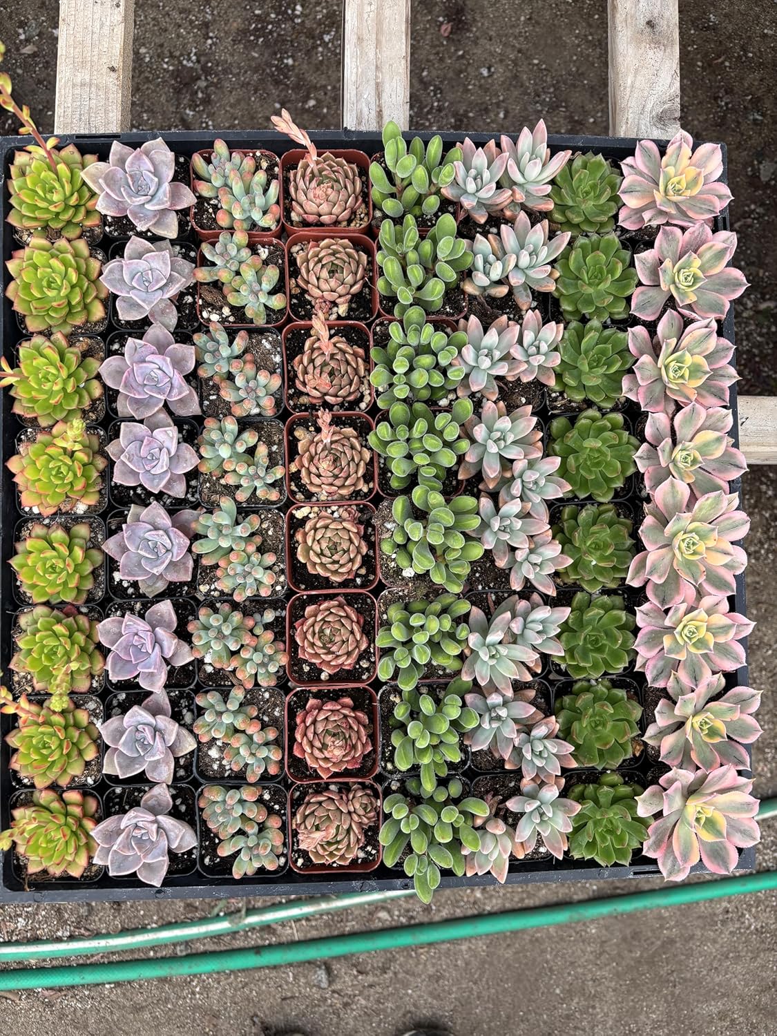 Live Succulents Plants Mystery Pack - Variety of Well Rooted Plants in 2 Inch Pots - Real, Small