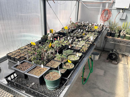 RHS Propagation Heat Mat, Spill Proof Seedling Pad, Heated Film Technology, Plant Germination