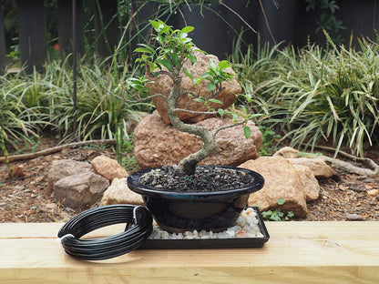Anodized Aluminum 3.0mm Bonsai Training Wire 250g Large Roll (40 feet) - Choose Your Size and Color