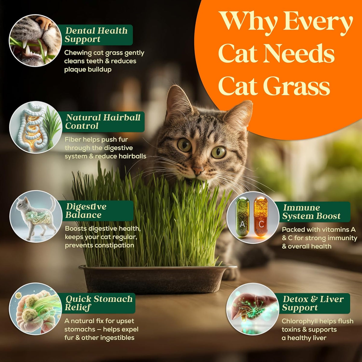 Cat Grass Seed Mix – 16 oz Pack with 20,500 Non-GMO Heirloom Seeds for Cats, Barley, Oat, Rye &
