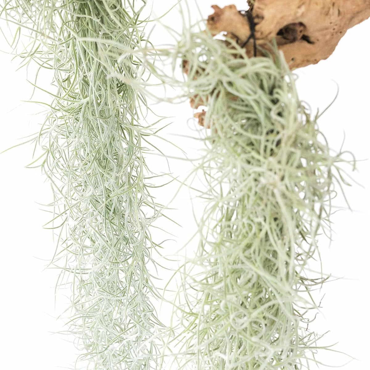 6 Pack Thick Colombian Spanish Moss Live Strands with Wire Hook - Tillandsia Usneiodes - Live