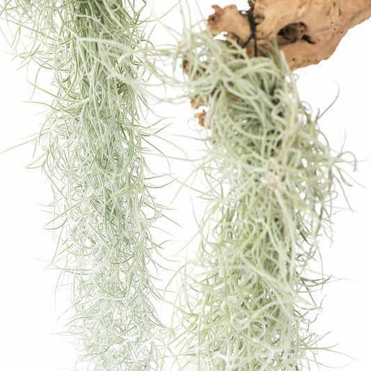 6 Pack Thick Colombian Spanish Moss Live Strands with Wire Hook - Tillandsia Usneiodes - Live