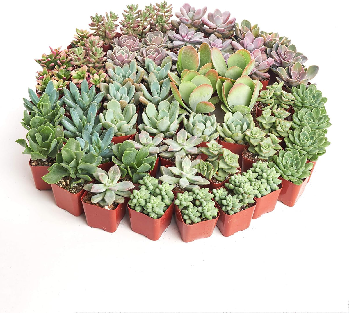 Shop Succulents Assorted Succulent Plant Pack Collection - Live Mini Succulent Plants, Low