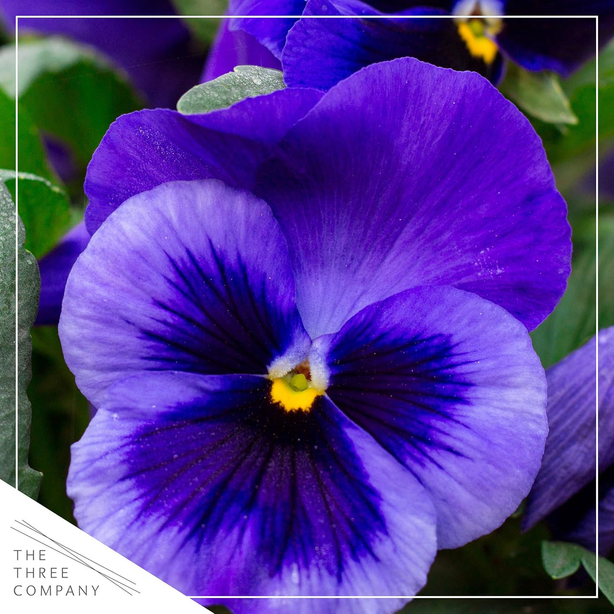 Live Healthy Flowering Pansies - Purple Blotch (4 Plants Per Pack), Beautiful Fall Color, 6" Tall