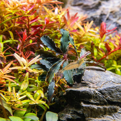 Ultum Nature Systems Live Tissue Culture - Bucephalandra Kedagang Round Mini - Easy Care - Low to
