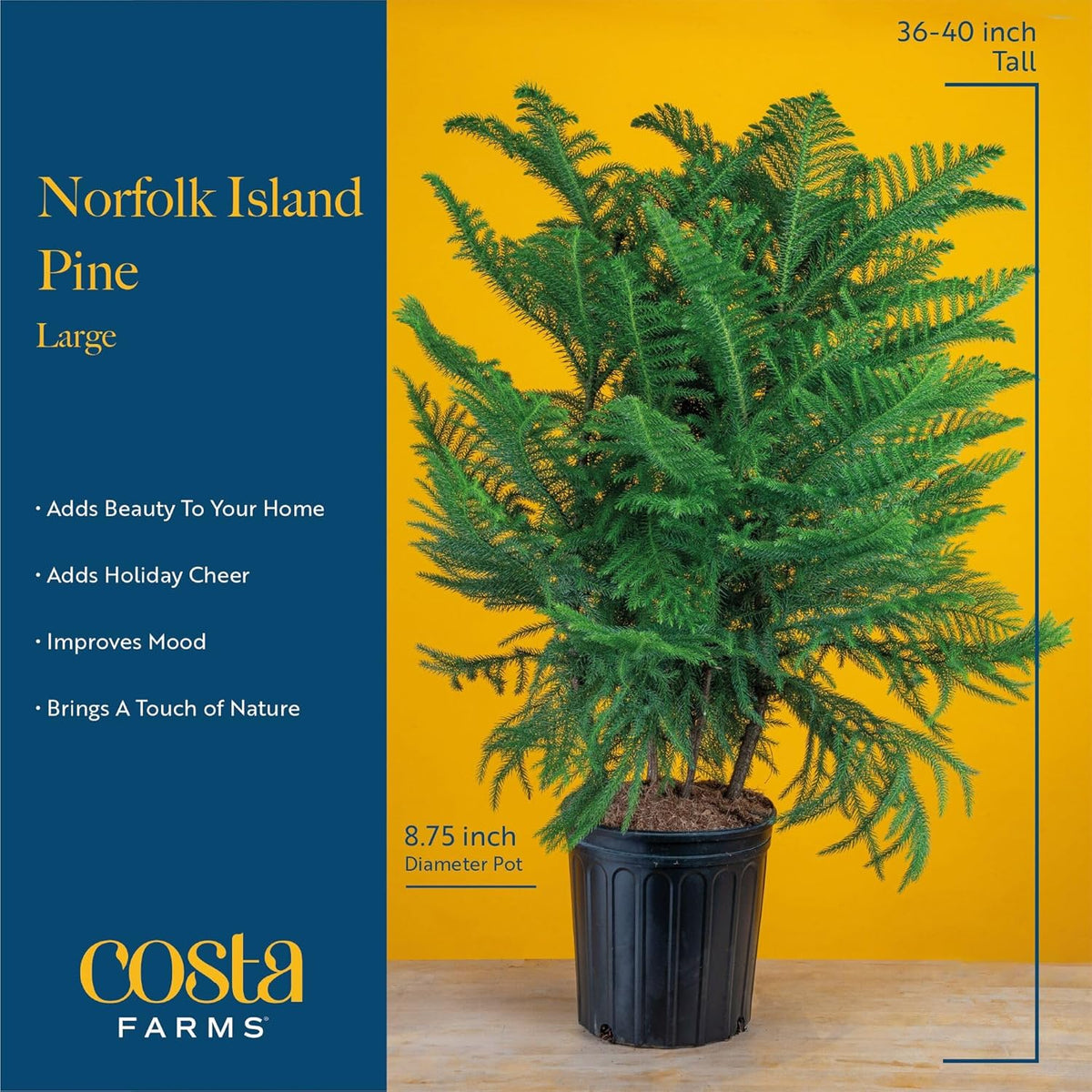 Costa Farms Norfolk Island Pine Live Christmas Tree, House Plant in Decorative Holiday Pot, Easy to