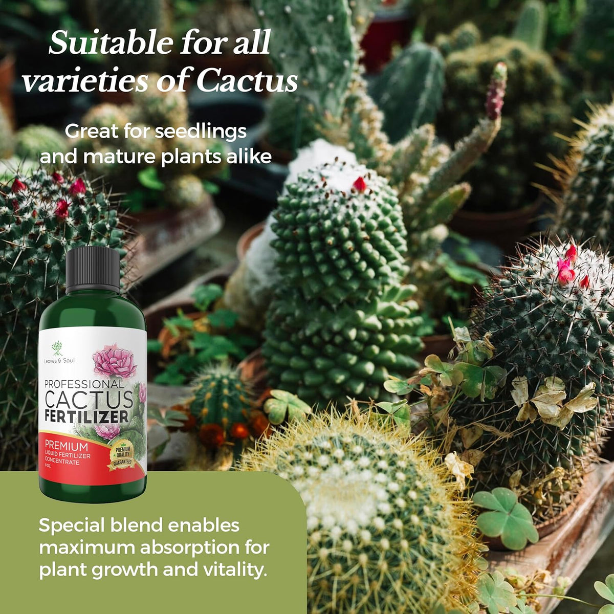 Professional Liquid Cactus Plant Fertilizer | 3-1-2 Concentrate for Flowering Plants |