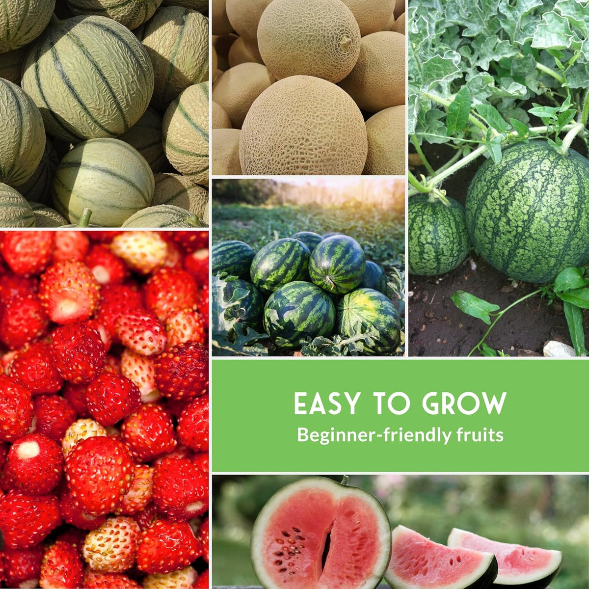 Fruit Seeds for Planting - 8 Variety Pack | Watermelon, Cantaloupe, Melon, Strawberry, Cucamelon
