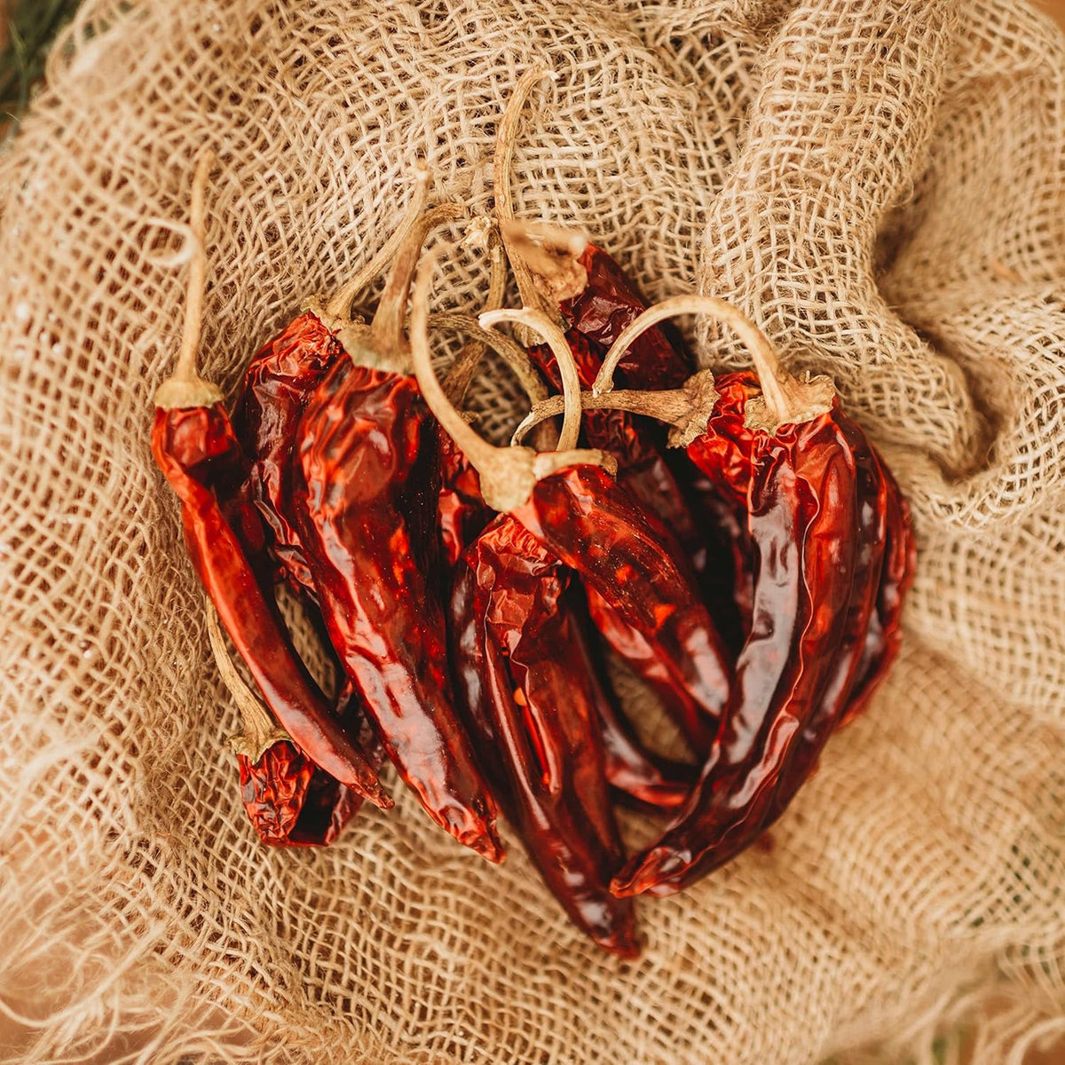 Guajillo Chile Pepper - 25 Seeds - Mexican Heirloom & Open-Pollinated Variety, Non-GMO Vegetable