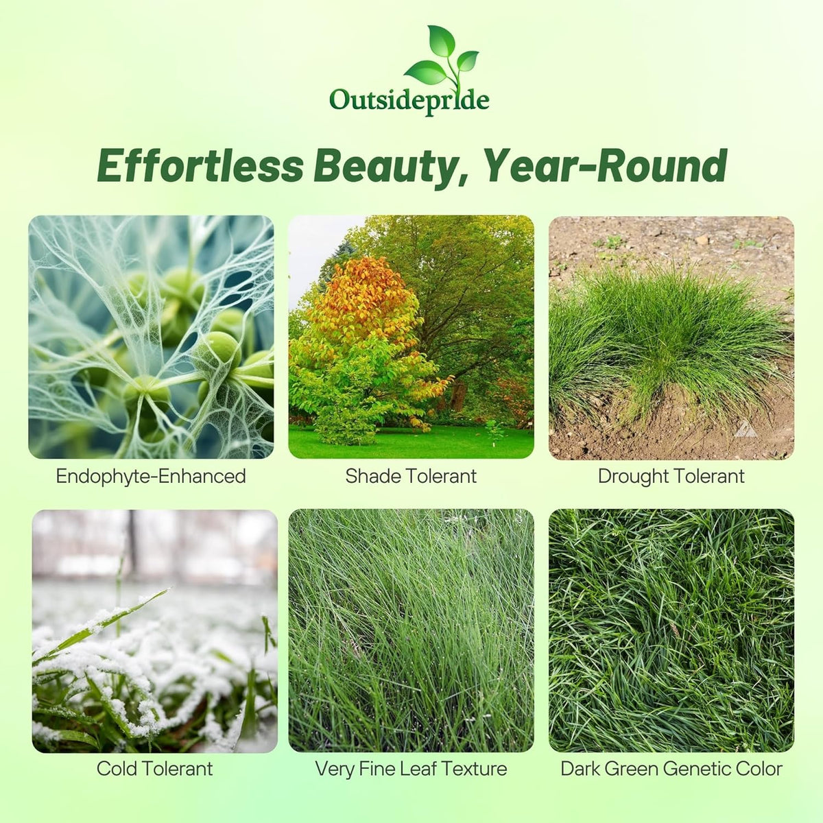 Outsidepride Hard Fine Fescue Grass Seed - 50 lbs. Low-Growing, Drought & Shade-Tolerant