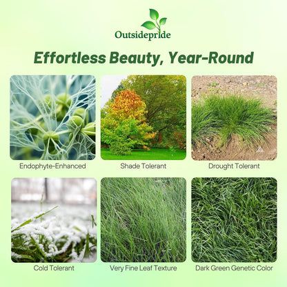 Outsidepride Hard Fine Fescue Grass Seed - 50 lbs. Low-Growing, Drought & Shade-Tolerant